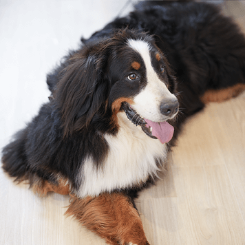 愛犬